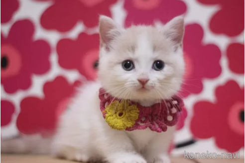 成約済の東京都のマンチカン(短足)-104476の1枚目